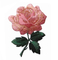 #4535 3 1/4&quot; remendo do Applique de Rose Flower Embroidery Iron On do rosa